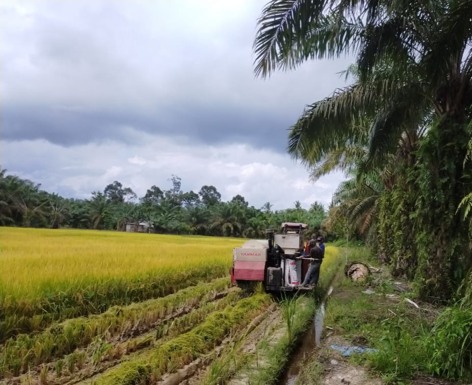 Padi Mulai Hidup di Lumbung Sawit