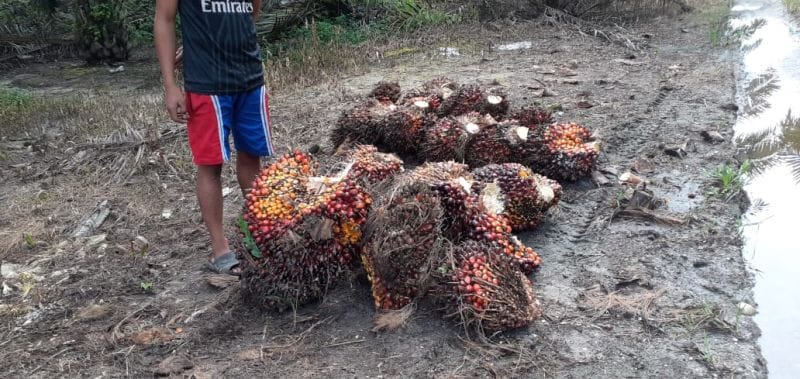 Harga Sawit Riau Makin Melejit