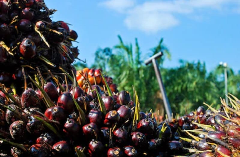 Petani Sawit Tak Menikmati Kenaikan Harga CPO