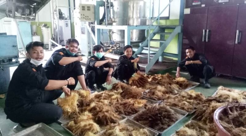 Guyuran SETARA di Kebun Sawit Petani