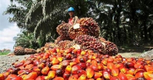 Wamendag: Sawit Indonesia Makin Diminati Eropa