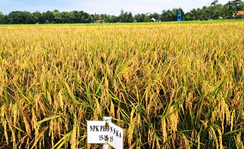 Sebelum Memupuk, Pastikan Dulu 