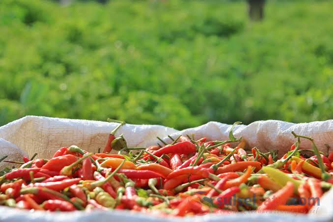 Jelang Lebaran, Harga Cabai Mulai Pedas di Siak