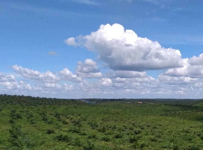 Bibit Sawit Murah Banyak Beredar, Kadisbun : Jangan Beli!