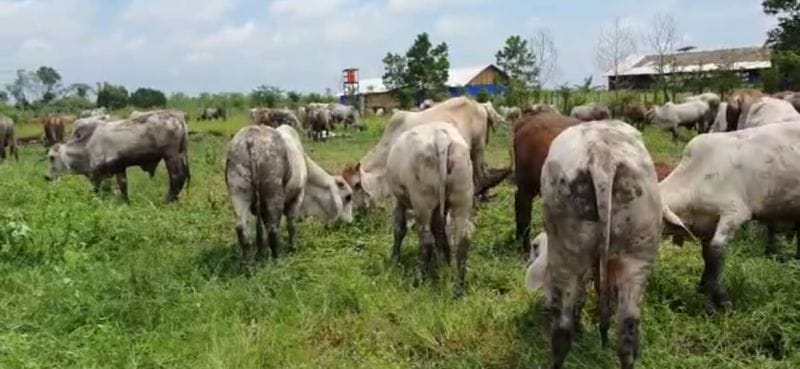 Contoh Kongkrit Mengawali Bisnis