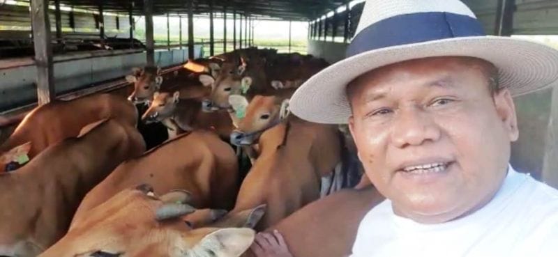 Depopulasi Sapi, Ancaman dan Peluangnya