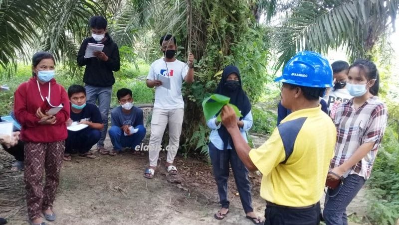Melongok Geliat Petani Sawit Milenial di Kandis