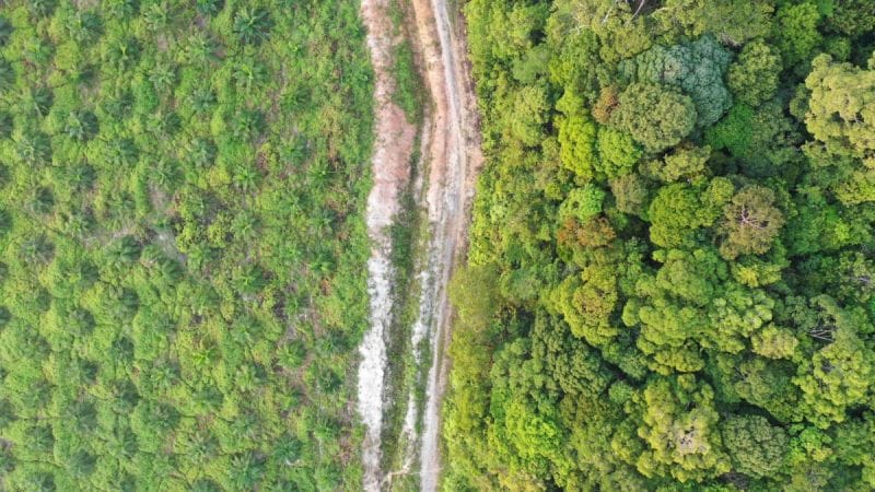 Tapsel Punya KBK Untuk Dukung Sawit Berkelanjutan