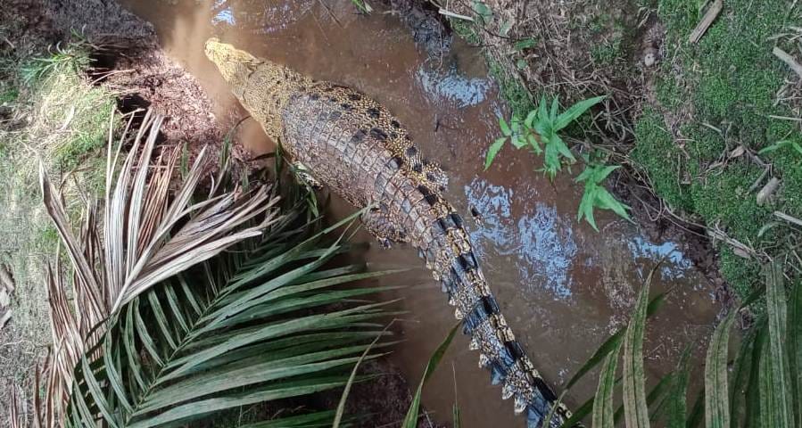 BKSDA Riau Mitigasi Konflik Buaya di Tempuling Indragiri Hilir