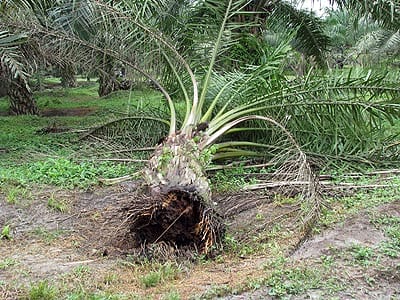 Teror Ganoderma Pada Petani Sawit Usai, Ditemukan Pembasminya