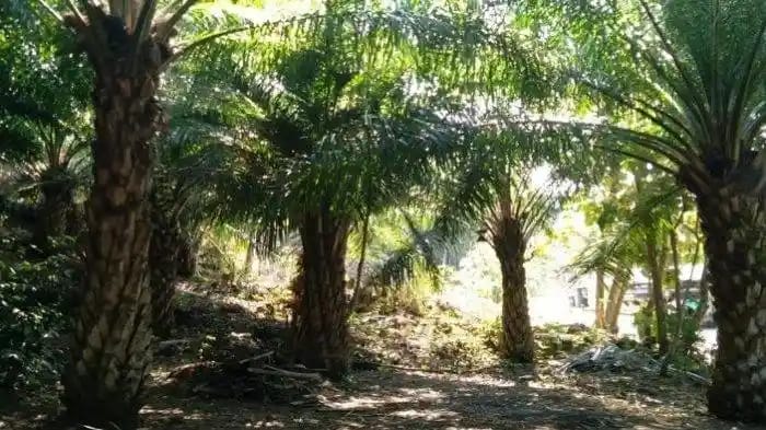 Soal Dampak Sawit Terhadap Lingkungan, Pakar Sebut Perlu Kajian Mendalam