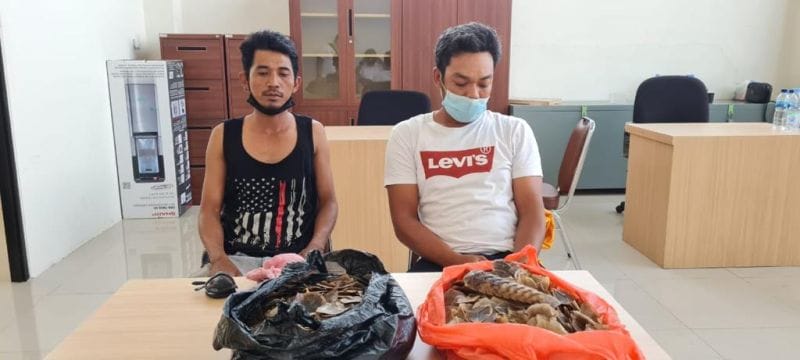 Jual Sisik Tenggiling, Pria di Siak Ditangkap Polda Riau