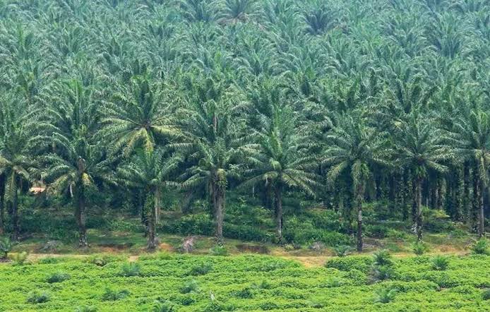 Mengaku Dapat Tekanan, Begini Isi Laporan Petani Terhadap PTPN V di Bareskrim Polri