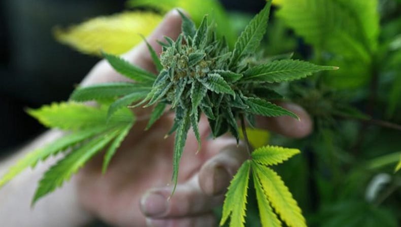 Yang Ikut Vaksin Corona Dapat Hadiah Ganja