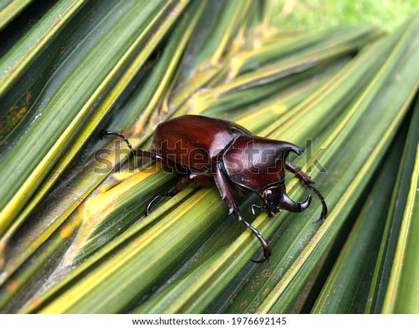 Cara Hadapi Oryctes rhinoceros dan Ganoderma Bakal Diungkap Ahlinya