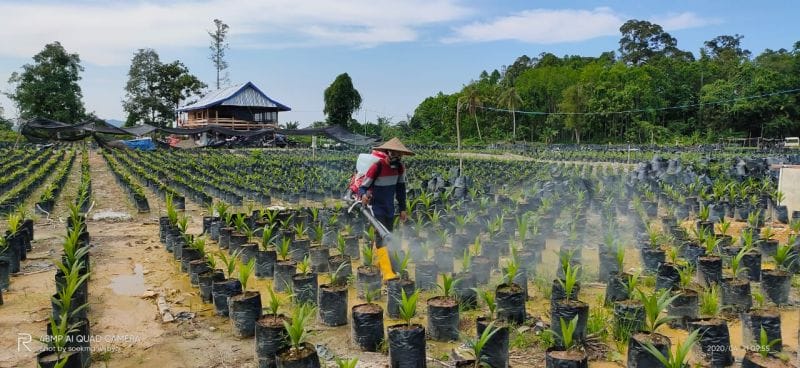 Semangat Petani Bangkit, Terbukalah Usaha Penangkaran Bibit