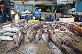 Ribuan Ikan Naik ke Permukaan Laut, Warga Was-was