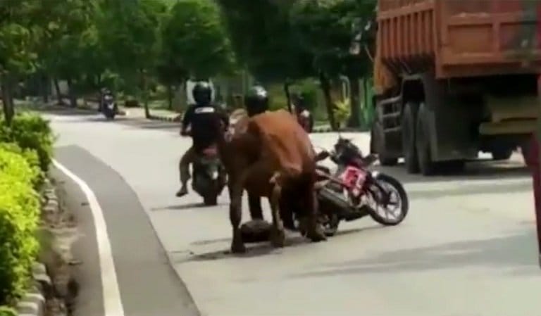 Tak Laku Dijual, Sapi Limosin Mengamuk di Tengah Jalan