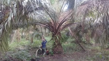 Petani Buktikan Ancamannya, Panen Sendiri Kebun Plasma