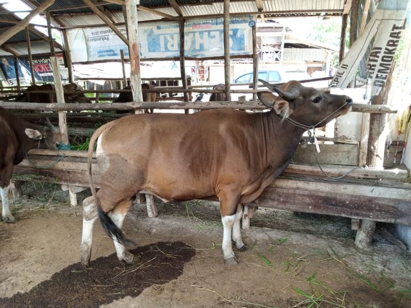 Pembeli Sapi Katino di Riau Sepi