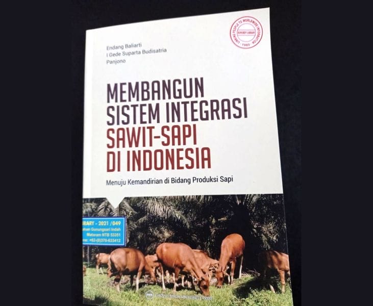 Tumpang-Sari Sawit-Sapi, Untungkah?