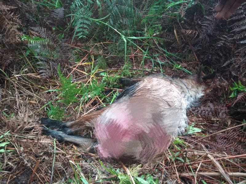 Teror Harimau di Teluk Lanus, 2 Ternak Warga Dimangsa