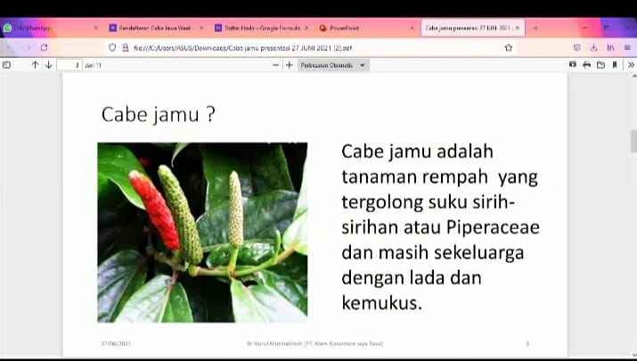 Cabe Jawa Tawarkan Penghasilan Tambahan Buat Petani Sawit