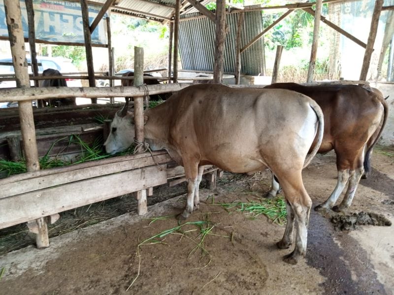 Jelang Idul Adha, Kebutuhan Sapi Qurban di Riau Meningkat