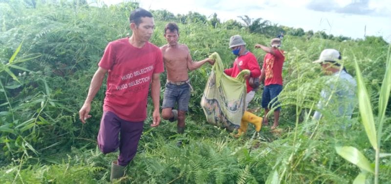 Diterkam Harimau, Warga Dumai Ditemukan Dengan Kondisi Mengenaskan
