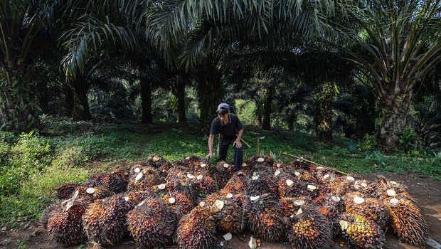 Harga Sawit di Siak Turun Pekan Ini, Segini Sekilo