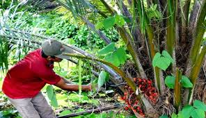 Nilai Tukar Petani Sumut Turun