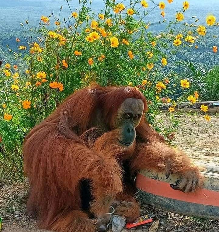 Sempat Nyasar ke Objek Wisata, Rocky Masih Dicari