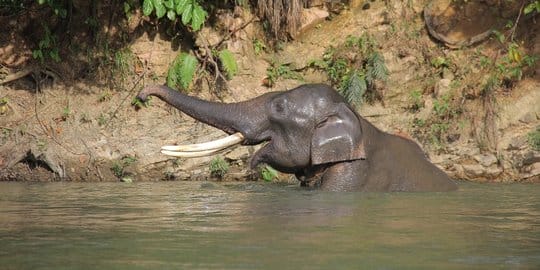 Pria Paruh Baya Meninggal Usai Diinjak Gajah Liar