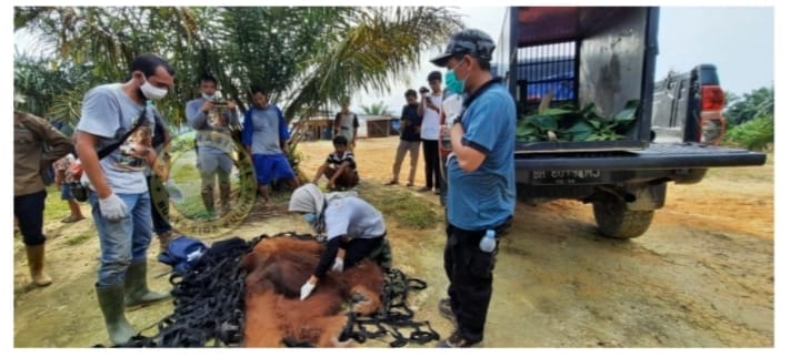 Ditemukan, Rocky Langsung Dievakuasi ke TNBT