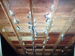 Tak Ditertibkan, Usaha Walet Tak Berizin Dipungut Pajak