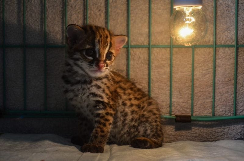 Diserahkan Warga, Bayi Kucing Hutan Kini Dirawat BKSDA Riau