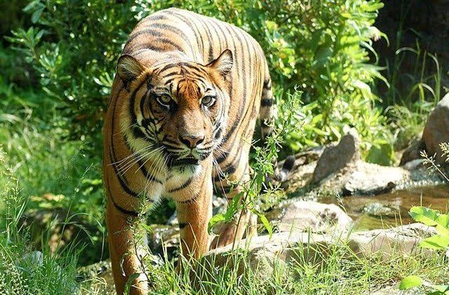 Teluk Lanus Kembali Diteror Harimau