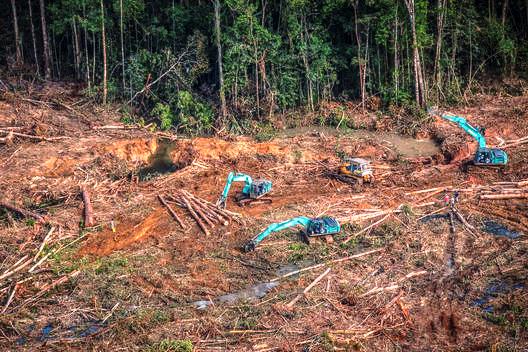 Cerita Greenpeace Soal Pekebun Sawit dan Keterbukaan Informasi