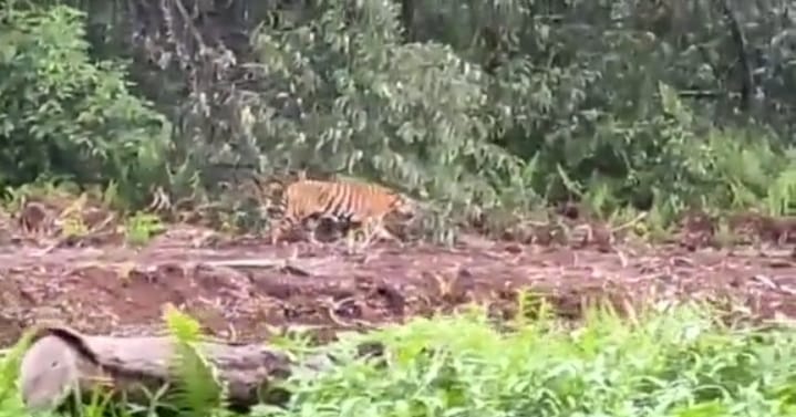 Harimau Sumatera Muncul di Indragiri Hilir, Direkam Pekerja Sawit Perusahaan
