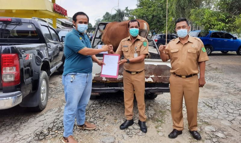Perusahaan Sawit Bagikan 6 Ekor Sapi Kurban