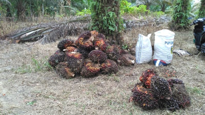 Mewah, Harga Sawit Naik Lagi di Riau Hingga Rp 2.508 Per Kilogram