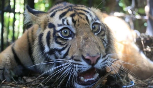 Harimau Sumatra Masuk Kandang Jebakan di Perkebunan Sawit
