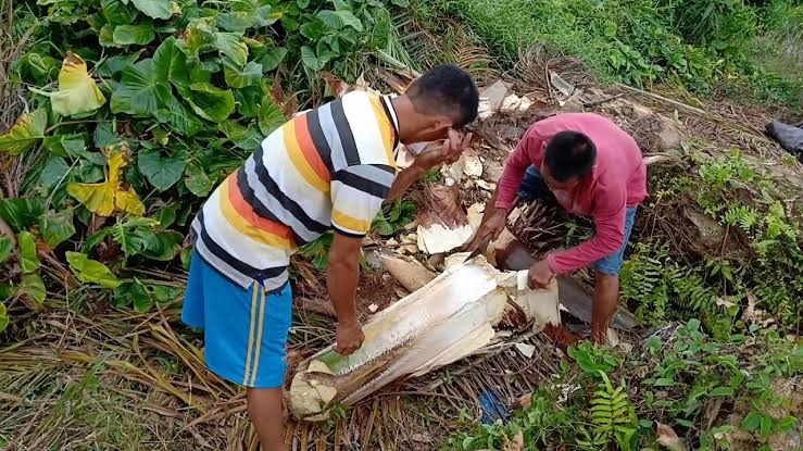 Sawit Jantan Berakhir di Meja Makan