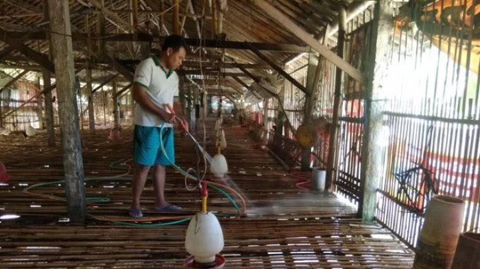 Ternak Ayam Ras Jadi Penghasilan Tambahan Petani Sawit