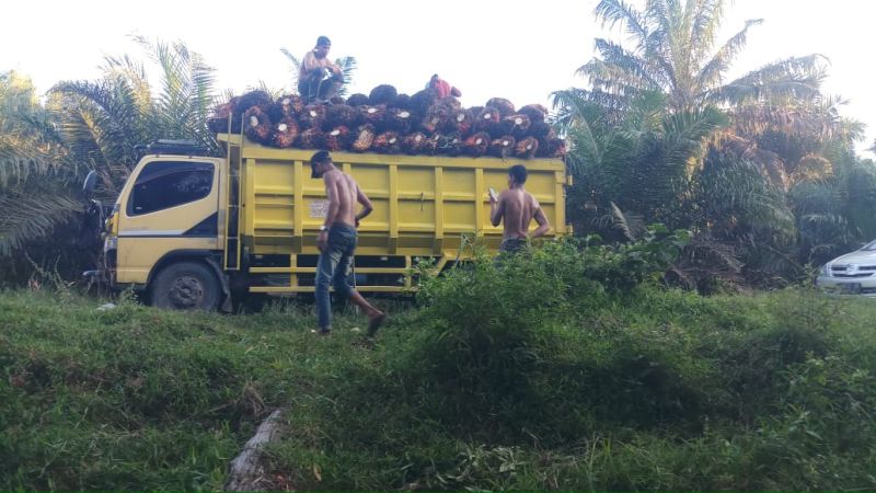 Kabar Gembira, Harga CPO Naik Nyaris 3 Persen