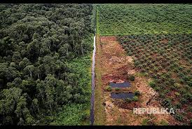 Perpanjang Moratorium, atau Laju Deforestasi akan Meningkat
