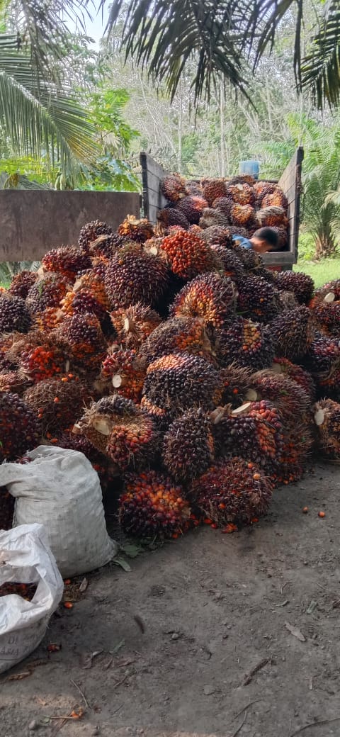 Makin Mewah, Harga Sawit di Riau Rp 2.643 Per Kilo