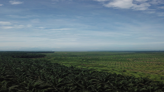 Benarkah Perusahaan Sawit Cipta Futura Milik Akidi Tio Penyumbang Rp2 Triliun