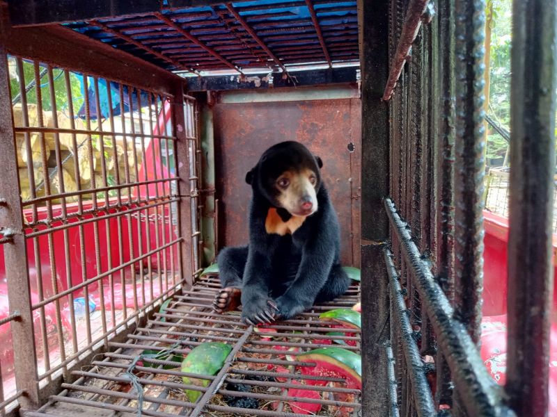 BBKSDA Riau Evakuasi Beruang Madu, Kakinya Terluka