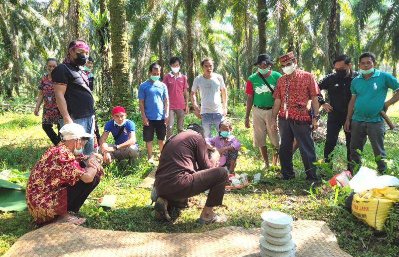 Peremajaan Sawit Rakyat Ala Dayak Linoh
